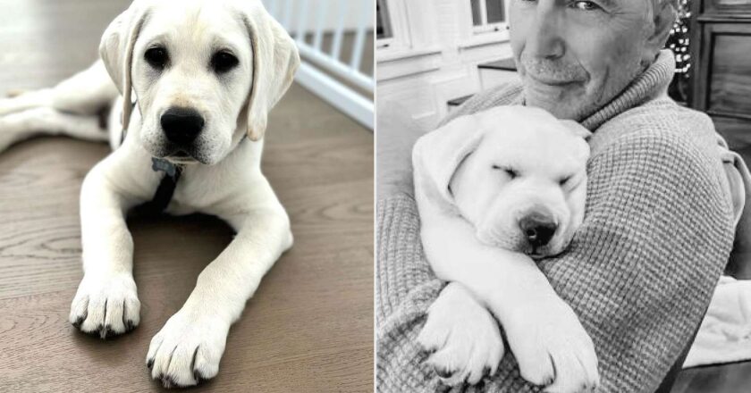 Kevin Costner’s Argument with His Dog Bob Has His Fans Yelling